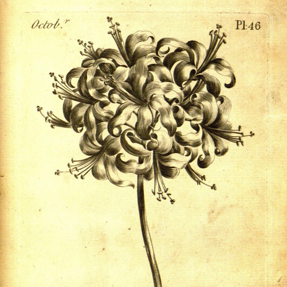 The Florist Coloring Book The Florist Coloring Book