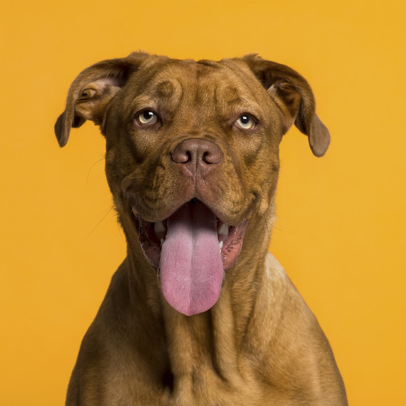 hound-dog-portrait.jpg