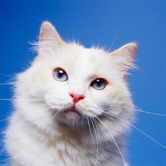 white-cat-portrait.jpg