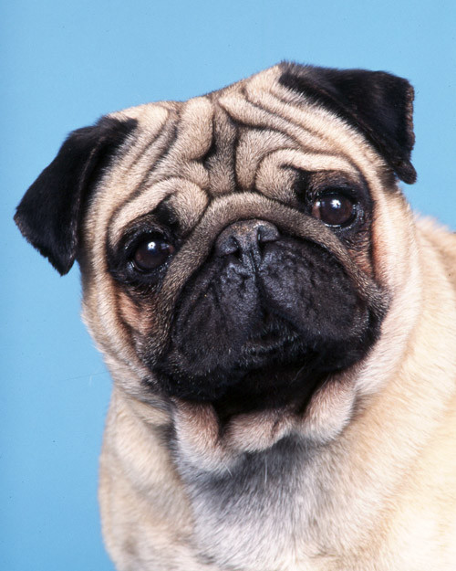 akc_pug001_francais.jpg