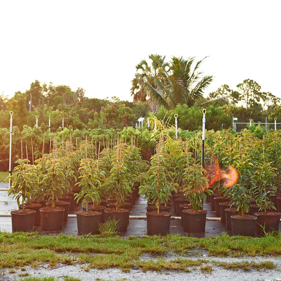 pine-island-nursery.jpg