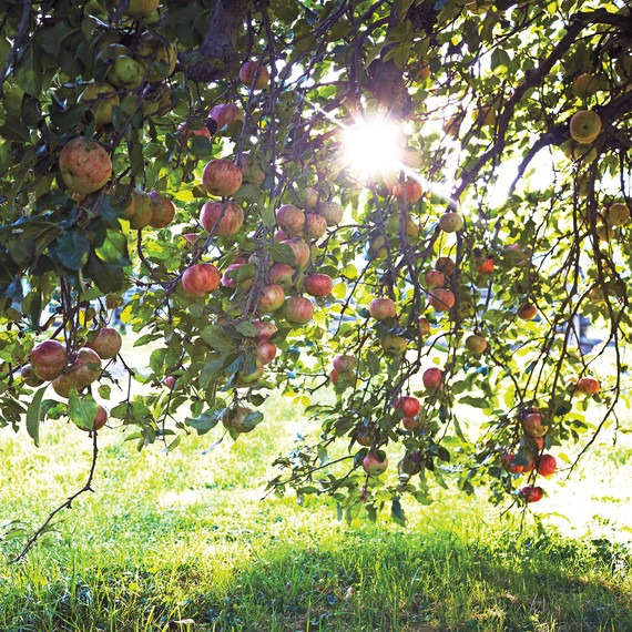 orchard-0443-d110680.jpg