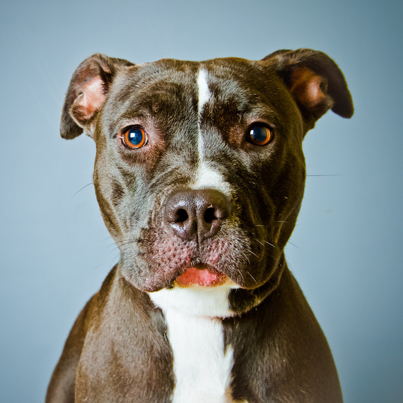 pitbull-dog-portrait.jpg