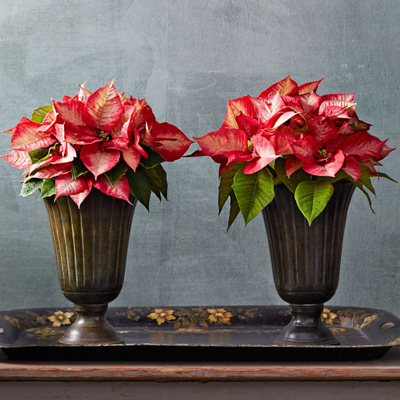 poinsettia poinsettia
