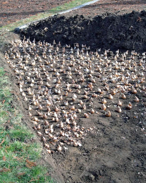 planting-spring-bulbs.jpg