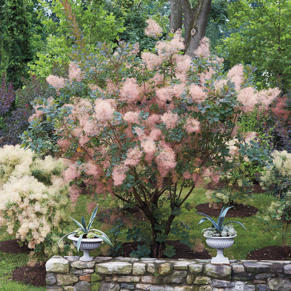 smokebush-012-d111418.jpg