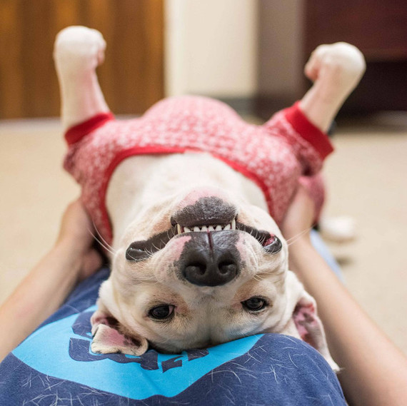 The LifeLine Animal Project in Atlanta came up with the (genius) idea to let people dress pooches in adorable nightwear and have them for a sleepover.