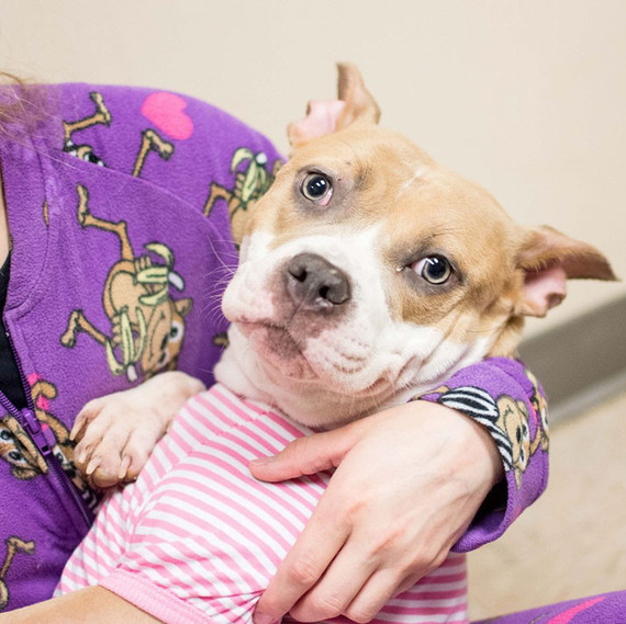 The LifeLine Animal Project in Atlanta came up with the (genius) idea to let people dress pooches in adorable nightwear and have them for a sleepover.