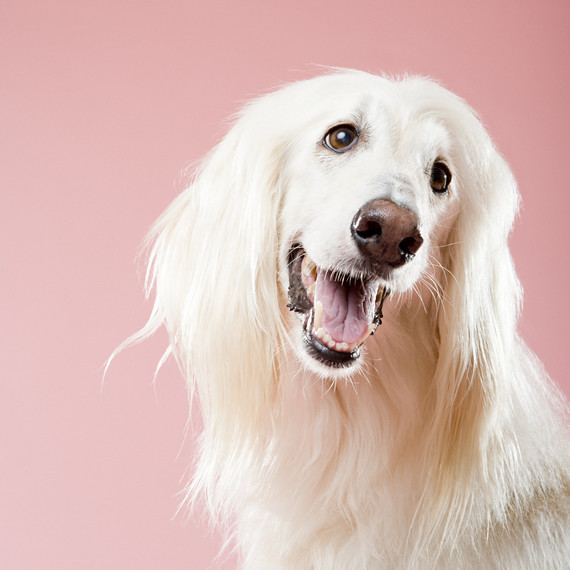 afghan-hound-dog-portrait.jpg