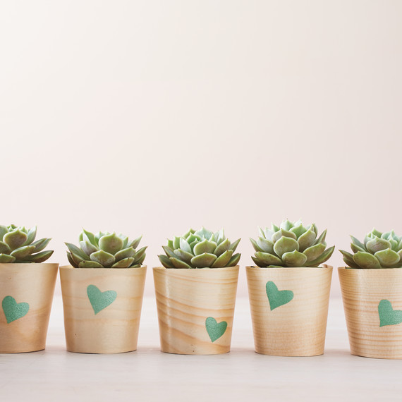 succulents-0257-mld110690.jpg