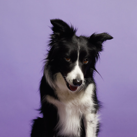 border-collie-dog-portrait.jpg