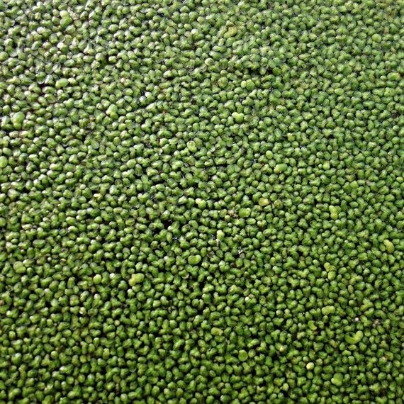 Skip the Steak, Scientists Want You to Eat Duckweed for Protein