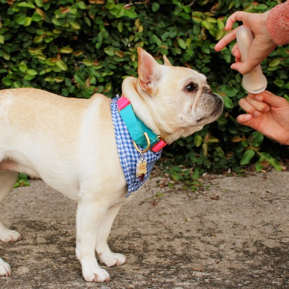 pupsicle-finished-product-0615.jpg