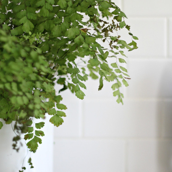 kitchen-plant-styling-0415.jpg