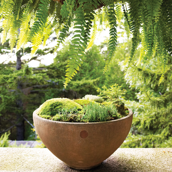 moss-garden-0811mld106442b.jpg