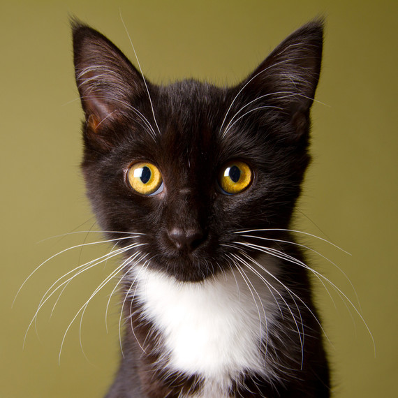 black-white-kitten-portrait.jpg