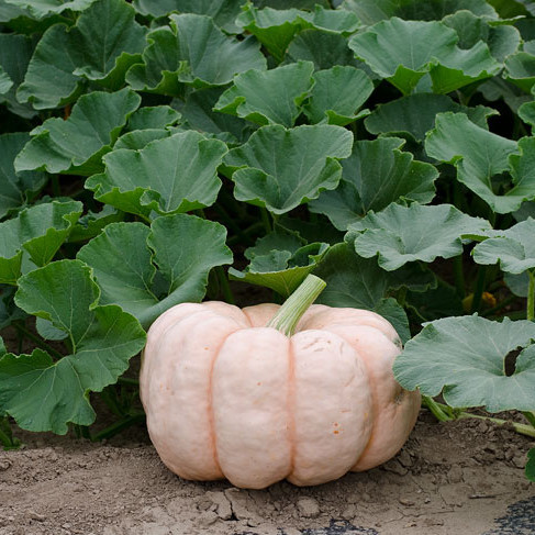 Pink pumpkins like these are grown by farmers to support breast cancer awareness. Pink pumpkins like these are grown by farmers to support breast cancer awareness.
