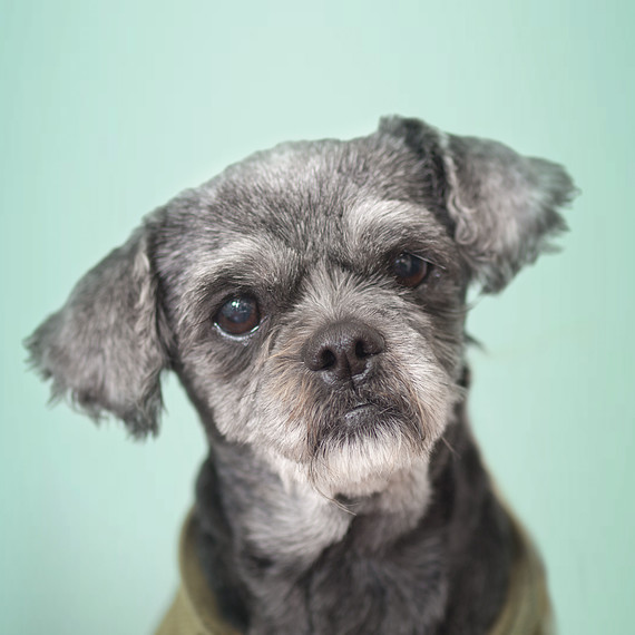senior-maltese-dog-portrait.jpg