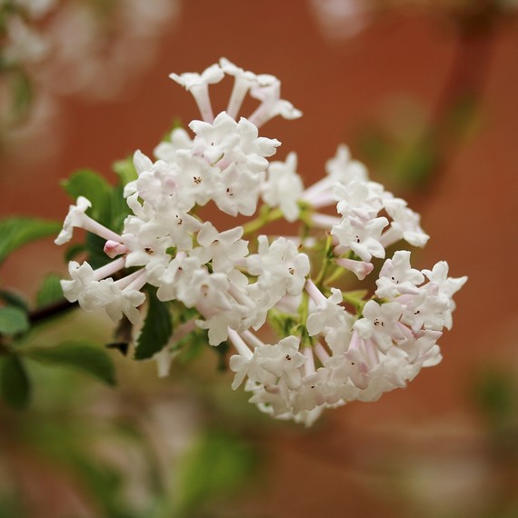 spring-flowering-shrub-0316.jpg (skyword:240257)