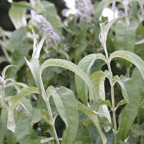 Buddleja--nivea-flowers-0316.jpg (skyword:242029)