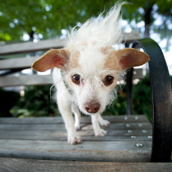 susie-senior-dogs-bench-0914.jpg