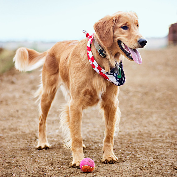 dog with ball on beach dog with ball on beach