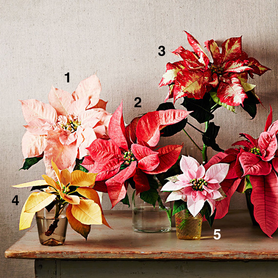 poinsettia display arrangement poinsettia display arrangement