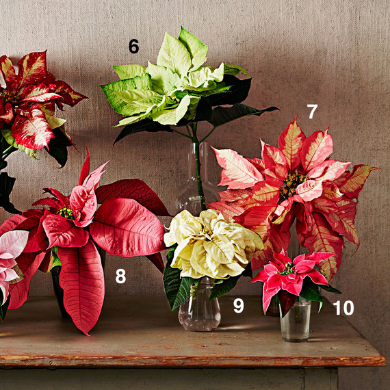 poinsettia display arrangement poinsettia display arrangement