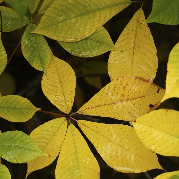 Aesculus-parviflora-yellow-0316.jpg (skyword:242024)