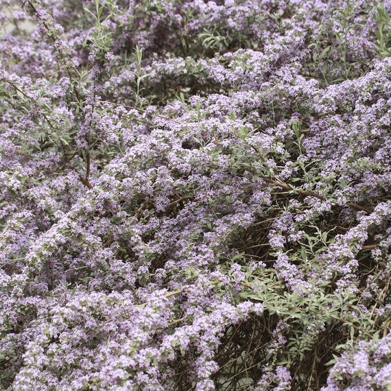 Buddleja-alternifolia-shrub-0316.jpg (skyword:242033)