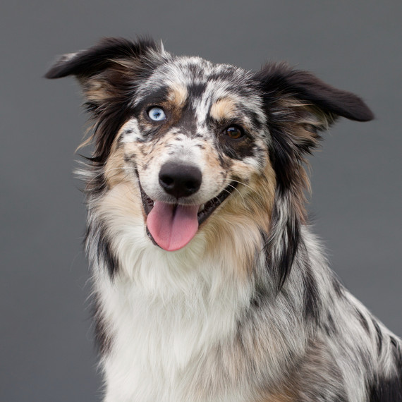 australian-shepherd-dog-portrait.jpg