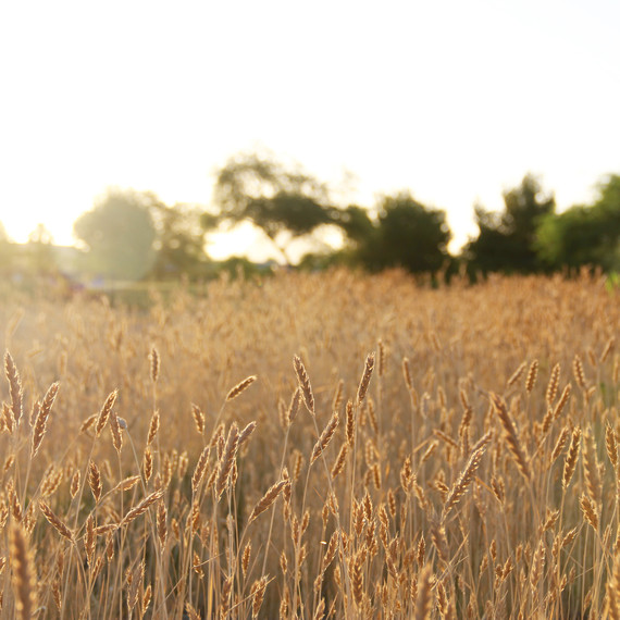 hayden-flour-mills-sunrise-wheat.jpg