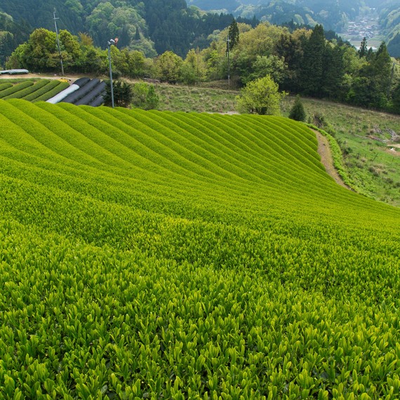 ippodo-tea-garden-japan-0417