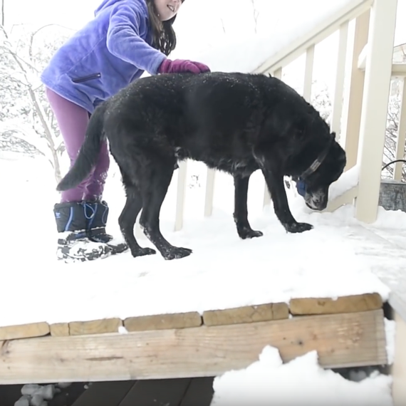 dog walking up snowy ramp dog walking up snowy ramp