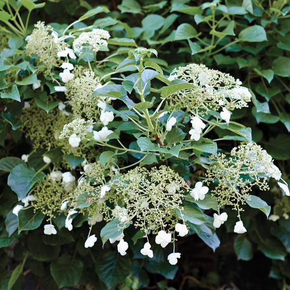 garden-climbing-hydrangea-200-d112273.jpg