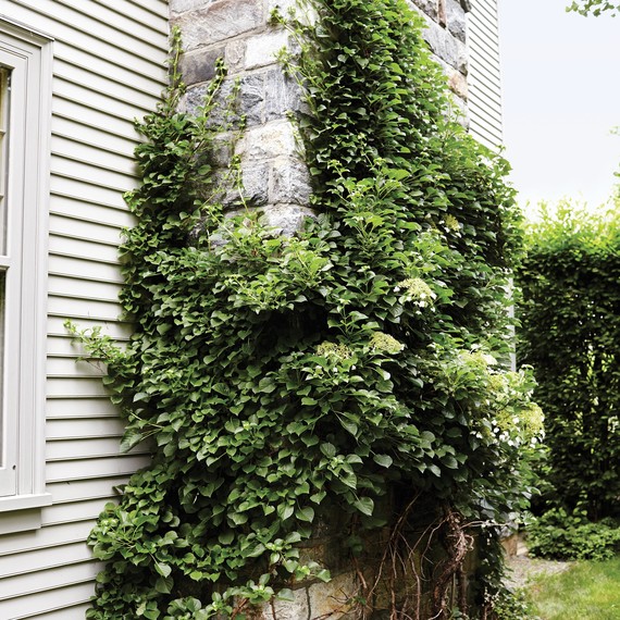 garden-climbing-hydrangea-721-d112273.jpg