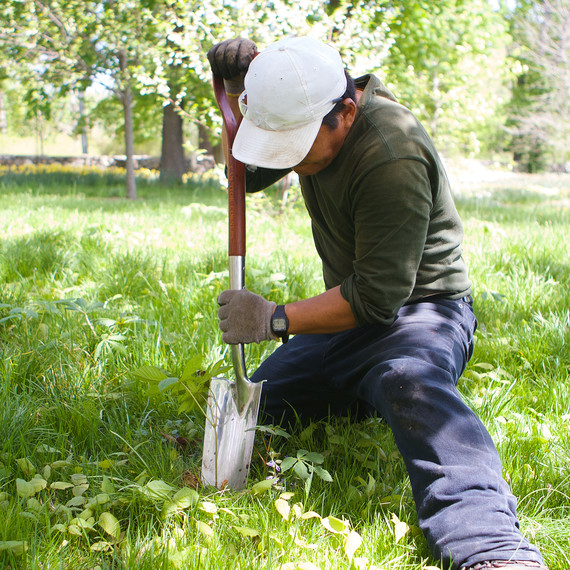 plantingamericanchestnut-4603-fs-0614.jpg