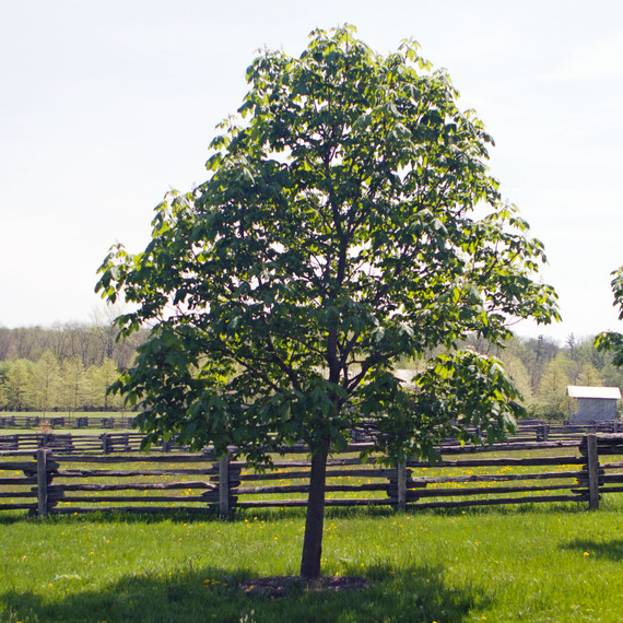 plantingamericanchestnut-4664-fs-0614.jpg