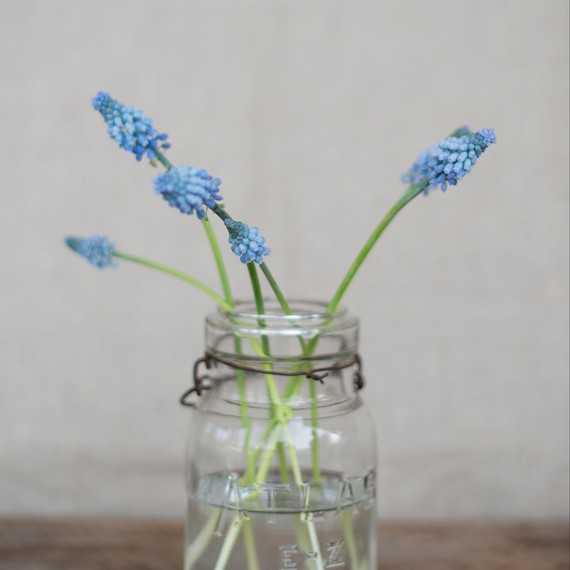 grape-hyacinth-0415.jpg