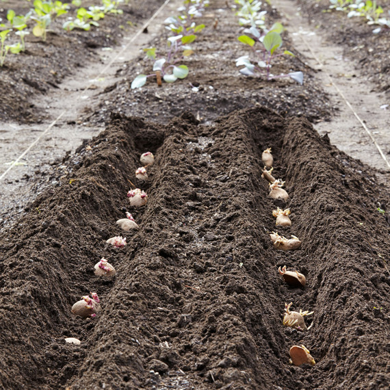 How To Plant Potatoes | Martha Stewart