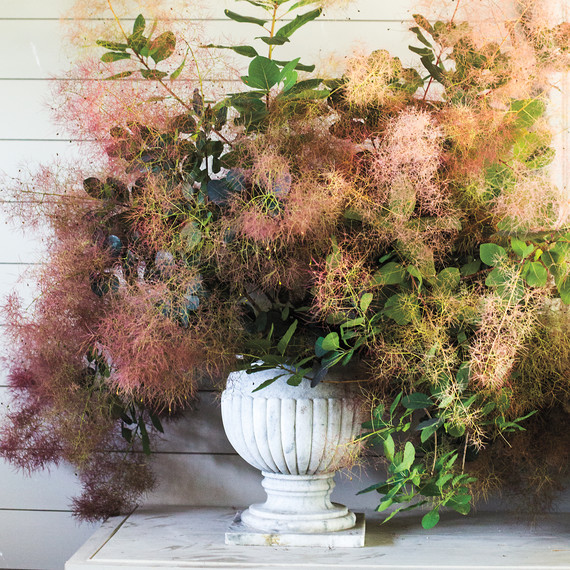 smokebush-arrangement-2014.33.5d.744-d111407.jpg