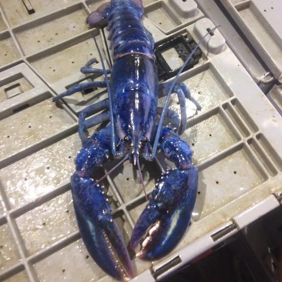 lobster-craziest-blue-nova-scotia-0117