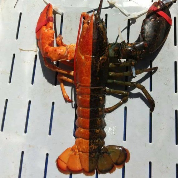 chad-graham-rainbow-lobster-craziest-2-0117