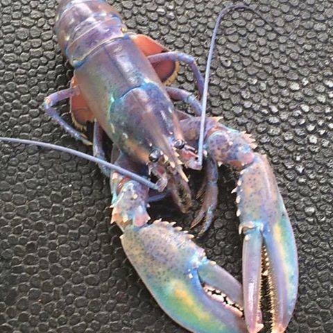 chad-graham-rainbow-lobster-craziest-0117