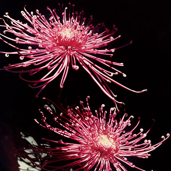 chrysanthemum chrysanthemum