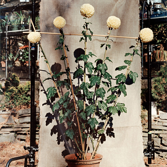 chrysanthemum chrysanthemum