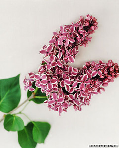 lilacs martha stewart