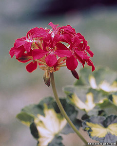 Geraniums | Martha Stewart