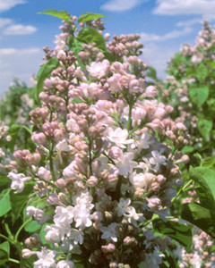 lilacs martha stewart