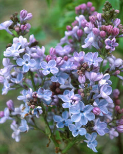 lilacs martha stewart